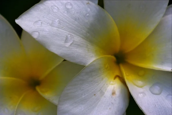 Macro primo piano di un fiore bahamas sfondo — Foto Stock
