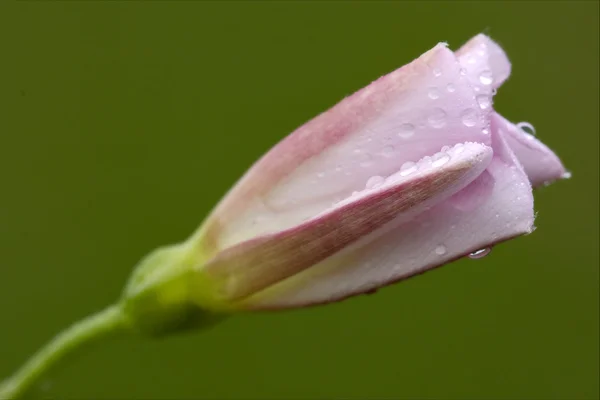 Macro close-up de lililiacee rosa fundo leguminosa — Fotografia de Stock