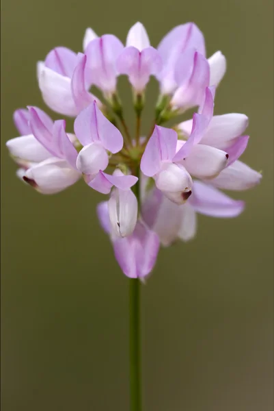 Tomentosa centaurea — Stock fotografie