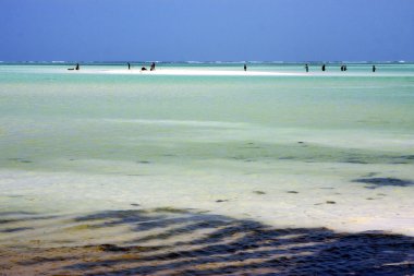 insanlar ve yosun zanzibar Afrika