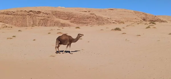 Ancienne Histoire Dans Royaume Antique Arabie Saoudienne — Photo