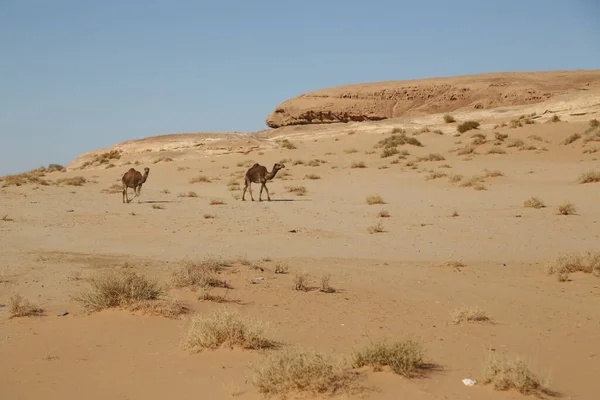 Oude Geschiedenis Het Antieke Koninkrijk Van Saoedi Arabië — Stockfoto