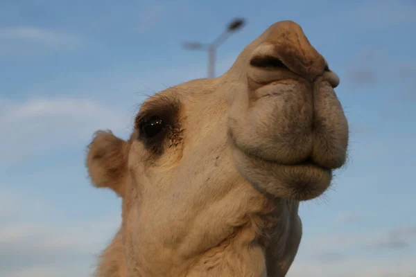 사막에서 아름다운 낙타의 — 스톡 사진