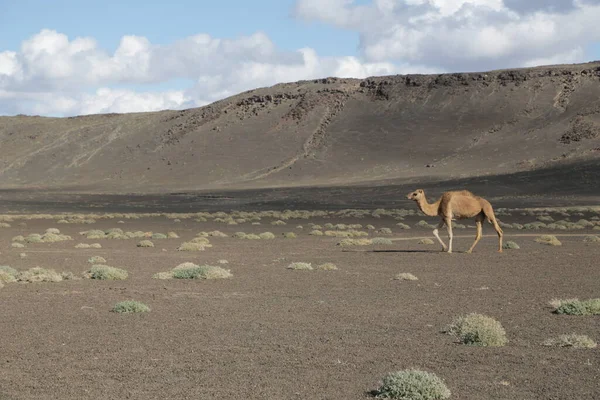 사막의 낙타의 아름다운 — 스톡 사진