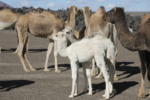 scenic shot of wild camels group in desert