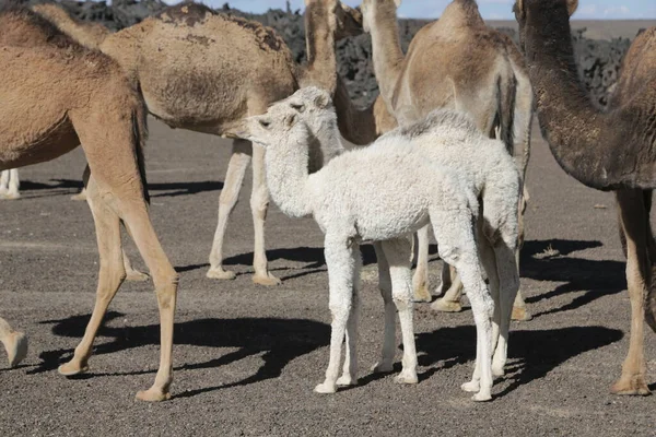 Γραφική Φωτογραφία Της Ομάδας Άγρια Καμήλες Στην Έρημο — Φωτογραφία Αρχείου