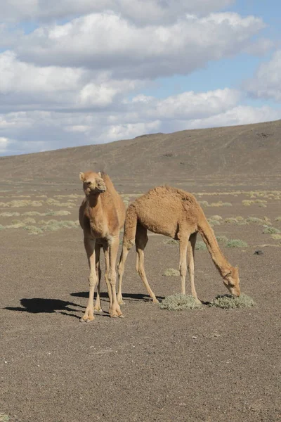 Schilderachtige Schot Van Wilde Kamelen Groep Woestijn — Stockfoto