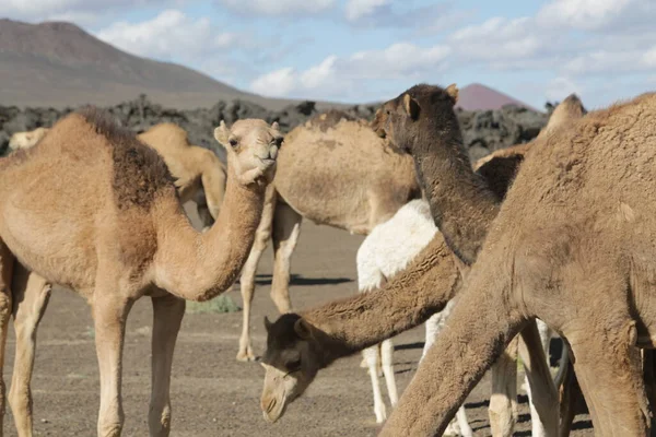 scenic shot of wild camels group in desert