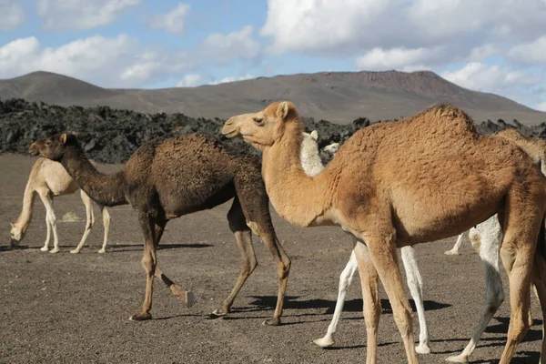 Panoramica Gruppo Cammelli Selvatici Nel Deserto — Foto Stock