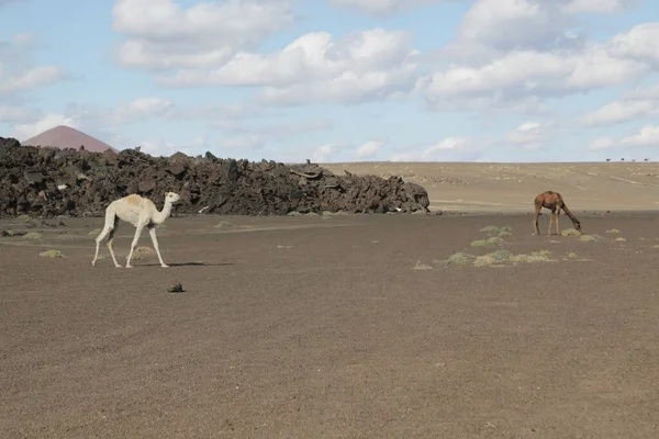 scenic shot of wild camels group in desert