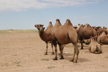 in the land of mongolia the nature and environment