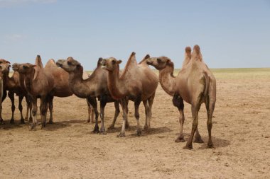 in the land of mongolia the nature and environment