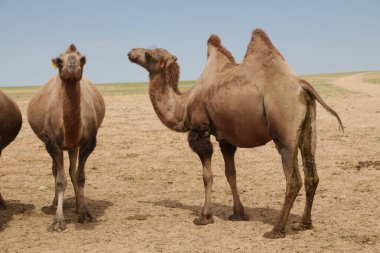 in the land of mongolia the nature and environment