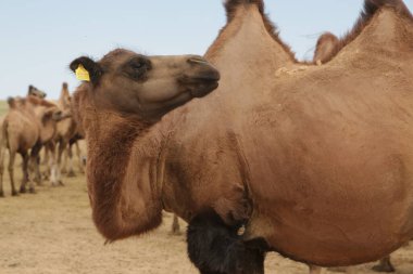 in the land of mongolia the nature and environment