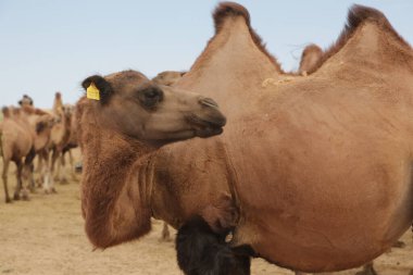 in the land of mongolia the nature and environment