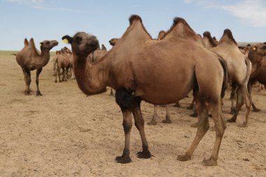 in the land of mongolia the nature and environment