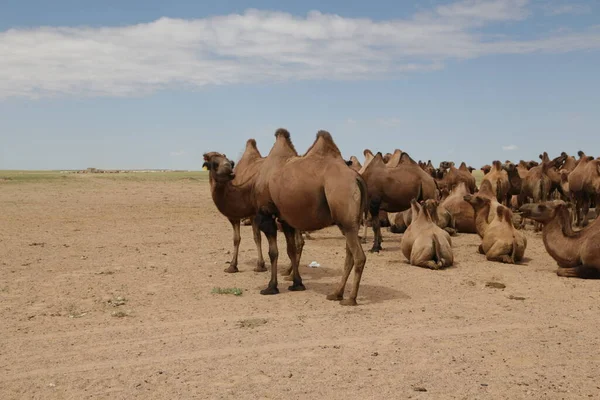 in the land of mongolia the nature and environment