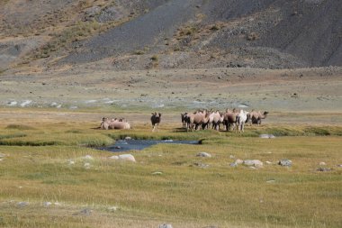 in the land of mongolia the nature and environment