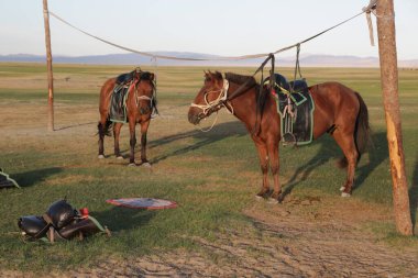 in the land of mongolia the nature and environment