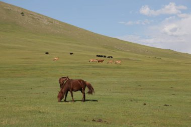 in the land of mongolia the nature and environment