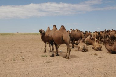 in the land of mongolia the nature and environment
