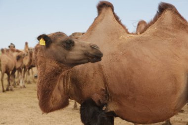 in the land of mongolia the nature and environment