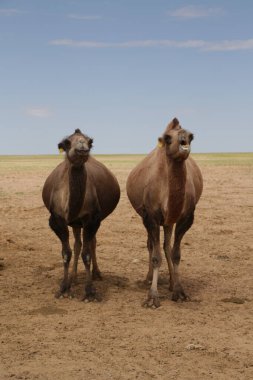 in the land of mongolia the nature and environment