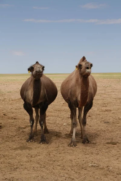 in the land of mongolia the nature and environment