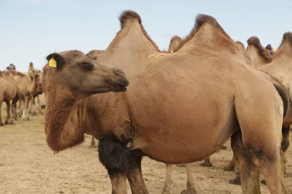 in the land of mongolia the nature and environment