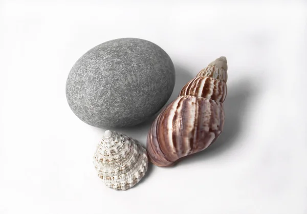 Molluscs and stone — Stock Photo, Image