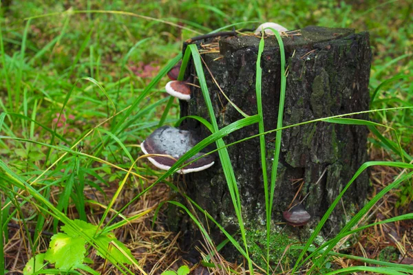 Stumps — Stock Photo, Image