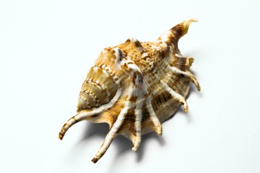 beyaz zemin üzerine midye