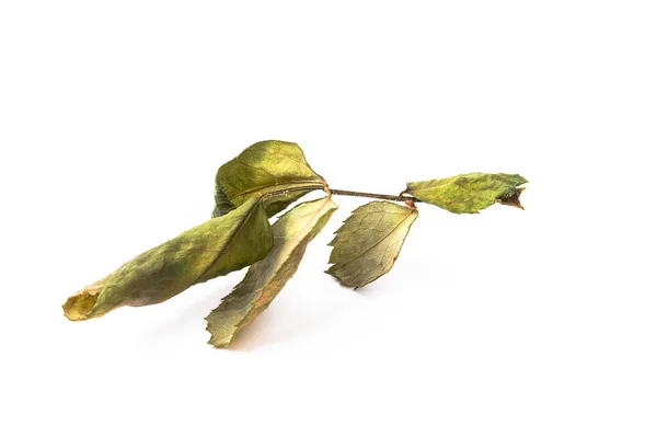 Leaf on the white background — Stock Photo, Image