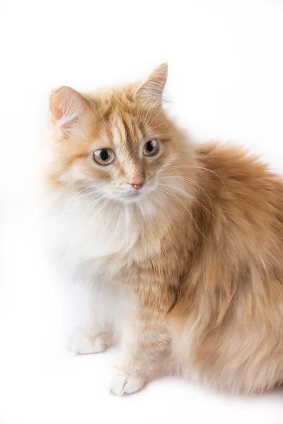 Gato en el fondo blanco — Foto de Stock