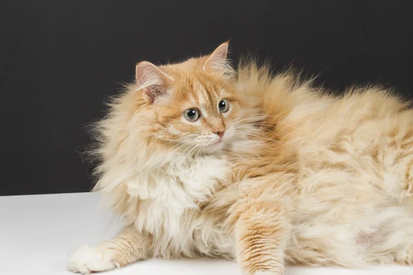 Gato en el fondo blanco — Foto de Stock