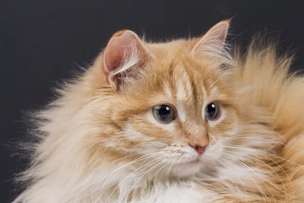 Gato en el fondo blanco —  Fotos de Stock