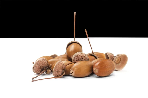 Acorn på den vita bakgrunden — Stockfoto