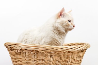 Beyaz arka plandaki kedi