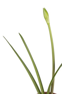 Beyaz arkaplanda çiçek