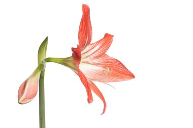 Beyaz arkaplanda çiçek