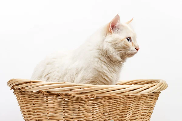 Katt på den vita bakgrunden — Stockfoto