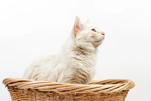 白色背景的猫 — 图库照片