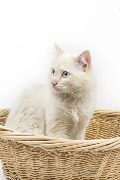 Katt på den vita bakgrunden — Stockfoto