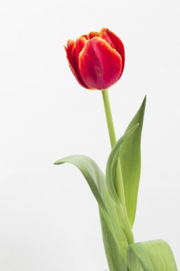 Beyaz arkaplanda çiçek