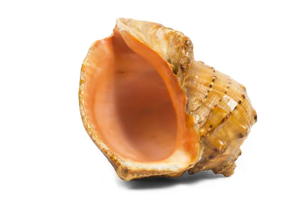 Shell on the white background — Stock Photo, Image