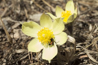 kardelen beyaz zemin üzerine