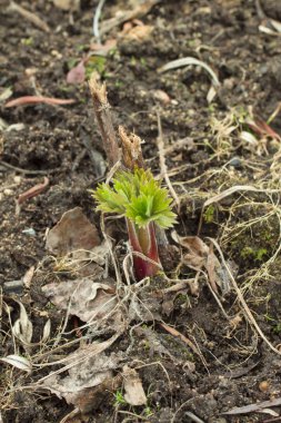 kardelen beyaz zemin üzerine