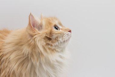 Beyaz arka plandaki kedi