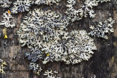 Beyaz arka plan öğesi