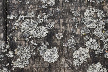 Beyaz arka plan öğesi